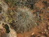 Sclerocactus parviflorus