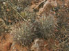 Sclerocactus parviflorus