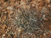 Sclerocactus parviflorus