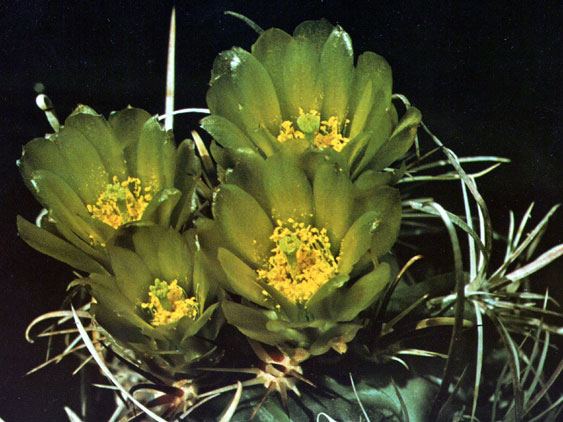 Sclerocactus whipplei