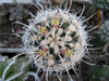 Sclerocactus wrightiae