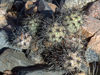 Tephrocactus alexanderi