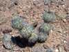 Tephrocactus alexanderi