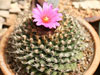 Turbinicarpus alonsoi