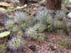 Tephrocactus aoracanthus