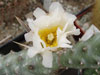 Tephrocactus articulatus