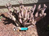 Tephrocactus articulatus