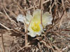 Tephrocactus articulatus