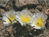 Tephrocactus articulatus