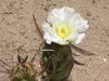 Tephrocactus articulatus