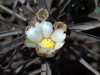 Tephrocactus articulatus