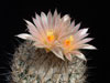 Turbinicarpus beguinii