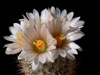 Turbinicarpus beguinii