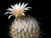 Turbinicarpus beguinii