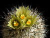 Turbinicarpus beguinii