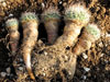 Turbinicarpus beguinii