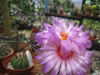 Thelocactus bicolor