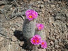 Thelocactus bicolor