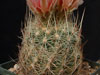 Thelocactus bicolor