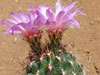 Thelocactus bicolor