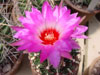 Thelocactus bicolor