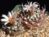 Turbinicarpus bonatzii