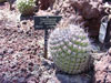 Thelocactus conothelos