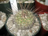 Thelocactus conothelos