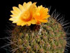 Thelocactus conothelos