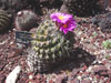 Thelocactus conothelos