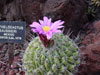 Thelocactus conothelos