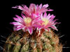 Thelocactus conothelos