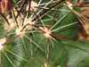 Thelocactus garciae