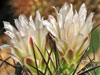 Thelocactus garciae