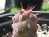 Tephrocactus geometricus