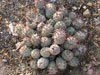 Tephrocactus geometricus