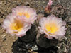 Tephrocactus geometricus