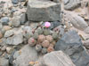 Tephrocactus geometricus