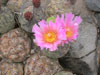 Tephrocactus geometricus