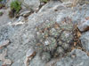 Turbinicarpus gielsdorfianus