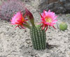 Echinopsis huascha