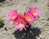 Echinopsis huascha