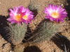 Thelocactus hastifer