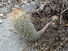 Thelocactus hastifer