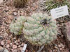 Thelocactus hexaedrophorus