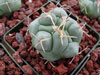 Thelocactus hexaedrophorus