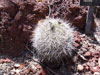 Turbinicarpus horripilus