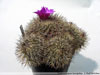 Turbinicarpus horripilus