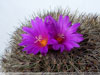 Turbinicarpus horripilus