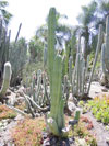 Echinopsis huanucoensis